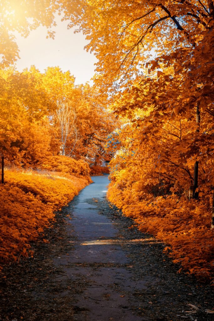 Stunning autumn scene with a pathway surrounded by vivid fall foliage, perfect for seasonal backgrounds.