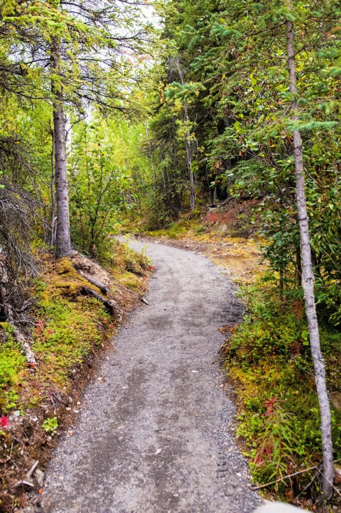 Tranquil forest pathway in Healy, Alaska, offering a serene outdoor experience.